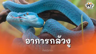 กลัวงู เผยที่มาของความหวาดกลัว คลายปม! ทำไมคนถึงกลัวงู?