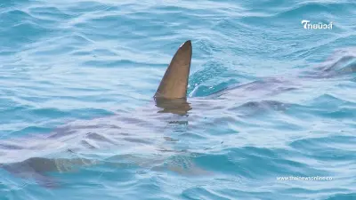 เฉลยแล้ว ปลาอะไรกินแล้วฉลาด แถมหาง่ายสุดๆ