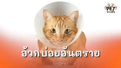 แมวอ้วกบ่อย อ้วกสีเหลือง อ้วกเป็นฟอง อันตรายแค่ไหน ?