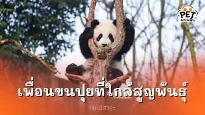 แพนด้า เน้นใช้ชีวิตไม่เน้นมีชีวิต เพื่อนขนปุยที่ใกล้สูญพันธุ์
