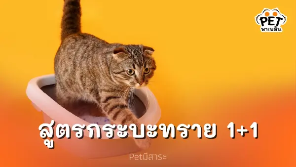 สูตรกระบะทรายแมว 1+1 วิธีจัดการกระบะทรายแมวให้สะอาด ลดกลิ่น เพื่อสุขอนามัย