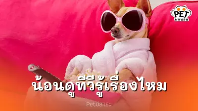 หมาแมวดูทีวีรู้เรื่องไหม? คำตอบที่เจ้าของสัตว์เลี้ยงควรรู้