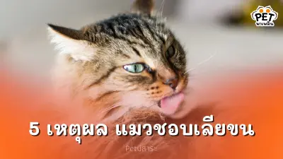 ทำไมแมวถึงชอบเลียขนตัวเอง? 5 เหตุผลที่คุณต้องรู้