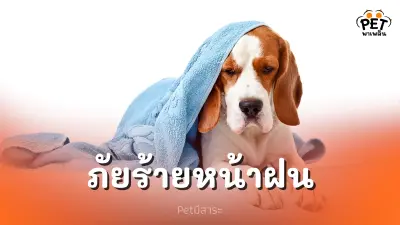 โรคที่มากับหน้าฝน ที่คุกคามสัตว์เลี้ยงของคุณ
