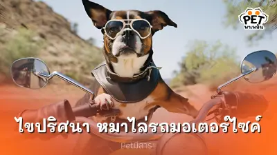 ไขปริศนา ทำไมหมาชอบไล่รถมอเตอร์ไซค์?