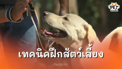 เทคนิคฝึกสัตว์เลี้ยงให้เชื่องและรู้คำสั่ง