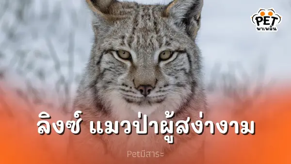 ลิงซ์ แมวป่าผู้สง่างาม นักล่าแห่งราตรีผู้โดดเดี่ยว