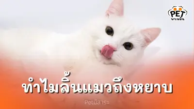 ทำไมลิ้นแมวถึงหยาบ? คำตอบที่คุณต้องรู้