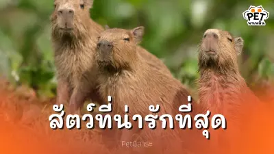 จัดอันดับสัตว์โลกน่ารัก ที่คุณเห็นแล้วต้องตกหลุมรัก