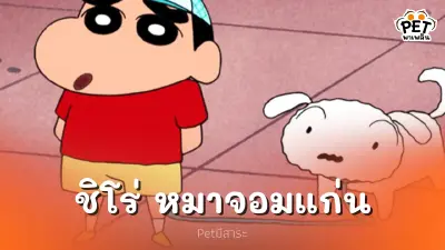 เจ้าชิโร่ หมาจอมแก่น ประจำบ้านโนะฮาระ