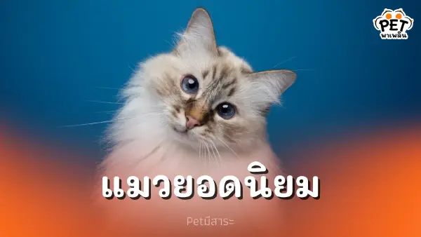 สายพันธุ์แมวยอดนิยม ที่ผู้คนทั่วโลกชื่นชอบ