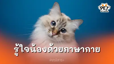 รู้ใจเพื่อนซี้สี่ขาของคุณมากขึ้น ด้วยภาษากายแมว