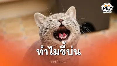 แมวขี้บ่น หมายความว่าอะไร? วิธีจัดการกับแมวที่ชอบร้อง