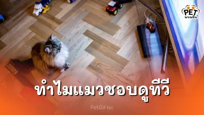 แมวดูทีวี ทำไมแมวถึงชอบทำ ส่องพฤติกรรมสุดน่ารักที่คุณอาจไม่เคยรู้