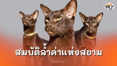 แมวศุภลักษณ์ แมวไทยโบราณสมบัติล้ำค่าแห่งสยาม