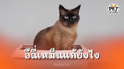 แมวอึฉี่เหม็น แก้ยังไงดี? วิธีดับกลิ่นฉุนแบบง่ายๆ ที่บ้าน