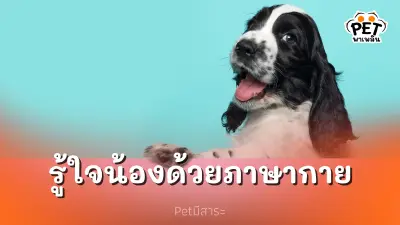 รู้ใจเพื่อนซี้สี่ขาของคุณมากขึ้น ด้วยภาษากายสุนัข