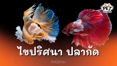 ไขปริศนา! ทำไมปลากัดถึงชอบทะเลาะวิวาท