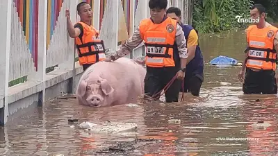 "น้องบำเรอ" หมูแสนรู้ หนีรอดน้ำท่วมมาได้ 4 ครั้ง กลับดาวแล้ว