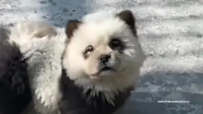 "แพนด้าปลอม" ในสวนสัตว์ดัง เพิ่งมองดีๆ ถึงรู้ว่าน้องน่ารัก และ น่าสงสาร