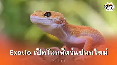 สัตว์เลี้ยง Exotic เลี้ยงตัวไหนดี? เปิดโลกสัตว์เลี้ยงแปลกใหม่