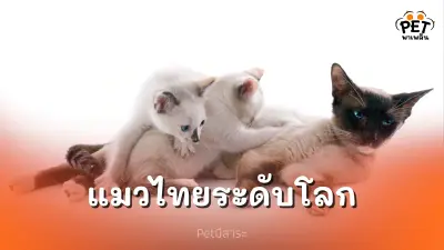 แมวไทยที่ได้รับความนิยม ที่เป็นที่รู้จักกันดีในหลายประเทศ