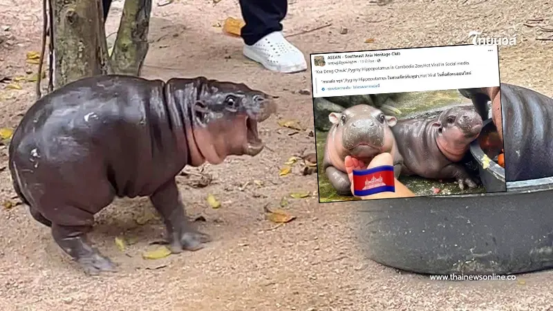"น้องหมูเด้ง" โดนเคลมอ้างเป็นสัตว์ของกัมพูชา แถมเปลี่ยนชื่อให้ใหม่