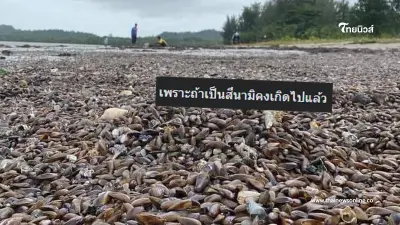 รู้แล้ว "หอยนับล้าน" โผล่ชายหาดสตูล เกิดจากอะไร เกี่ยวกับสึนามิหรือไม่