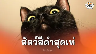รวมเหล่าสัตว์สีดำสุดเท่ที่คุณต้องหลงรัก