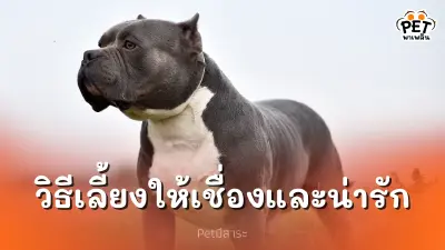 วิธีเลี้ยงอเมริกันบูลลี่ให้เชื่องและน่ารัก