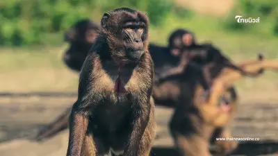 ฝูงลิงช่วยสาวน้อย 6 ขวบ หลังโดนชายแปลกหน้าลวงไปบ้านร้าง