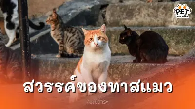 ตุรกี เมืองแห่งแมวเหมียว สวรรค์ของทาสแมว