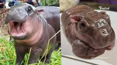 ทำถึงเกิน "เค้กน้องหมูเด้ง" ร้านดังจัดให้ตามคำขอ อยากมีหมูเด้งของตัวเอง ทำถึงเกิน "เค้กน้องหมูเด้ง" ร้านดังจัดให้ตามคำขอ อยากมีหมูเด้งของตัวเอง