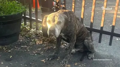 เจ้าของจำใจ ทิ้งสุนัข 2 ตัว อ่านจดหมายพูดไม่ออก น้ำตาไหลเห็นชีวิตน้องล่าสุด