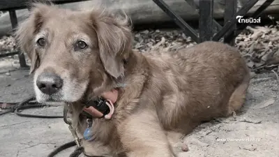 ทาสหมาเศร้า "เซียร่า" สุนัข K9 ชื่อดัง กลับดาวหมาแล้ว ทาสหมาเศร้า "เซียร่า" สุนัข K9 ชื่อดัง กลับดาวหมาแล้ว