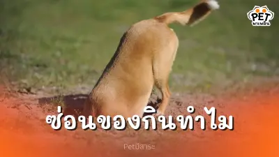 หมาแมวซ่อนของกิน เผยความลับสัตว์เลี้ยงคิดอะไรอยู่