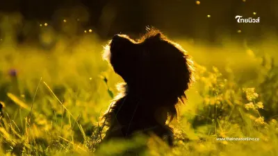 หนุ่มเดินอยู่ดีๆ เวียนหัวหมดสติล้มลง คาดไม่ถึงสิ่งที่ลูกสุนัขที่เลี้ยงทำ