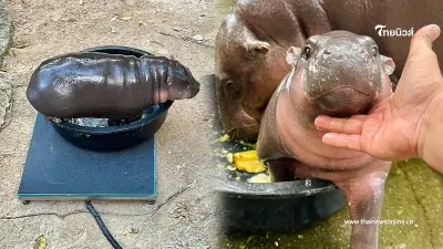 เปิดน้ำหนัก-ส่วนสูง "หมูเด้ง" อายุครบ 3 เดือนแล้ว ลุ้นเลขเด็ดงวด 16/10/67