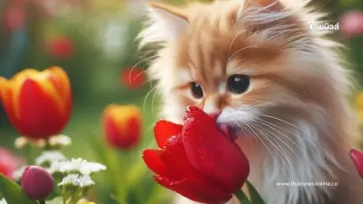 8 สิ่งต้องห้าม ที่คุณไม่รู้ว่าอันตรายถึงชีวิตสำหรับแมว