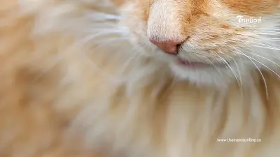 ทาสแมวเศร้า แมวอ้วนที่สุดในโลกกลับดาวแล้ว ผลชันสูตรน่าสงสาร