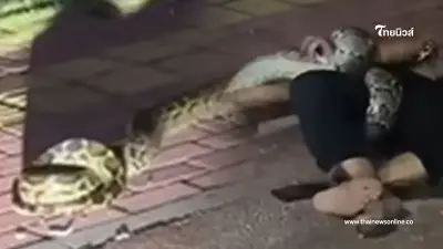 ชายปริศนาโดนงูเหลือม 2 เมตรรัดอยู่ข้างถนน ใครเห็นก็ว่าไม่รอด