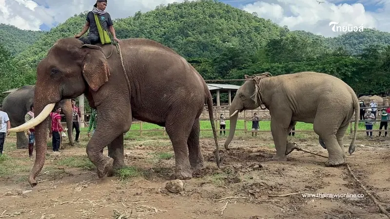 "พลายดอกแก้ว" ย้ายเข้าบ้านใหม่สำเร็จแล้ว หลังเจออุปสรรคจนต้องรอเวลา 1 คืน "พลายดอกแก้ว" ย้ายเข้าบ้านใหม่สำเร็จแล้ว หลังเจออุปสรรคจนต้องรอเวลา 1 คืน