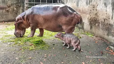 เปิดตัว "ลูกฮิปโป" สมาชิกใหม่ป้ายแดง สวนสัตว์ศรีสะเกษ ชวนตั้งชื่อรับรางวัล เปิดตัว "ลูกฮิปโป" สมาชิกใหม่ป้ายแดง สวนสัตว์ศรีสะเกษ ชวนตั้งชื่อรับรางวัล