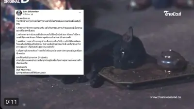 "ผู้กำกับ" แจงดราม่า "แม่หยัว" วางยาสลบแมว เปิดภาพล่าสุดตอนนี้เป็นยังไง