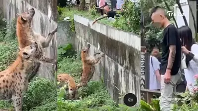 นักท่องเที่ยวอยากลองดี ปีนกรงไฮยีสวนสัตว์ดัง บทสรุปสุดท้ายจบไม่สวย นักท่องเที่ยวอยากลองดี ปีนกรงไฮยีสวนสัตว์ดัง บทสรุปสุดท้ายจบไม่สวย