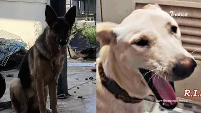 RIP น้องครีม- น้องกีกี้ หมาหาบ้าน "เหยื่อหนุ่มอาข่า" โผล่เพิ่มอีก 2 ตัว RIP น้องครีม- น้องกีกี้ หมาหาบ้าน "เหยื่อหนุ่มอาข่า" โผล่เพิ่มอีก 2 ตัว