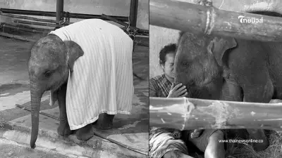 เศร้า "กันยา" ลูกช้างป่าพลัดหลง กลับดาวช้าง ไม่เจ็บ ไม่ป่วยแล้ว