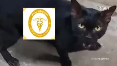 เอาแล้ว "สัตวแพทยสภา" โพสต์ล่าสุด ปมร้อนละครดัง วางยาสลบแมวเข้าฉาก