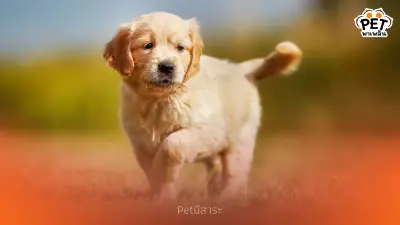 นิสัยของสุนัขพันธุ์โกลเด้น รีทริฟเวอร์ (Golden Retriever) นิสัยของสุนัขพันธุ์โกลเด้น รีทริฟเวอร์ (Golden Retriever)