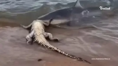 ฉลามค่อยๆ ย่องสวบจระเข้ริมชายหาด ก่อนลากลงน้ำ ฉลามค่อยๆ ย่องสวบจระเข้ริมชายหาด ก่อนลากลงน้ำ